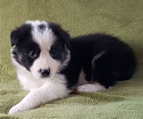 Maybe you would like to learn more about one of these? ** NOW 2 WONDERFUL FLUFFY BORDER COLLIE PUPPIES ** | Dumfries, Dumfriesshire | Pets4Homes