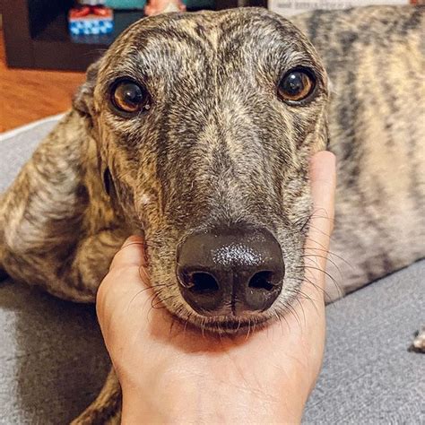 14 Things That Make Your Greyhound Happy The Dogman