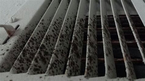 Mold In Your Hvac System Signs Prevention And Removal