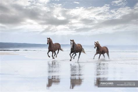 Brown Horses Running On A Beach — Color Image Water Stock Photo