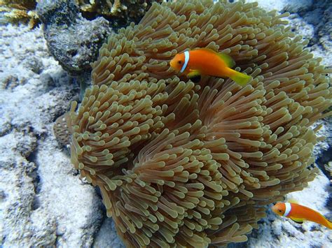 Free Images Underwater Orange Tropical Fauna Coral Reef
