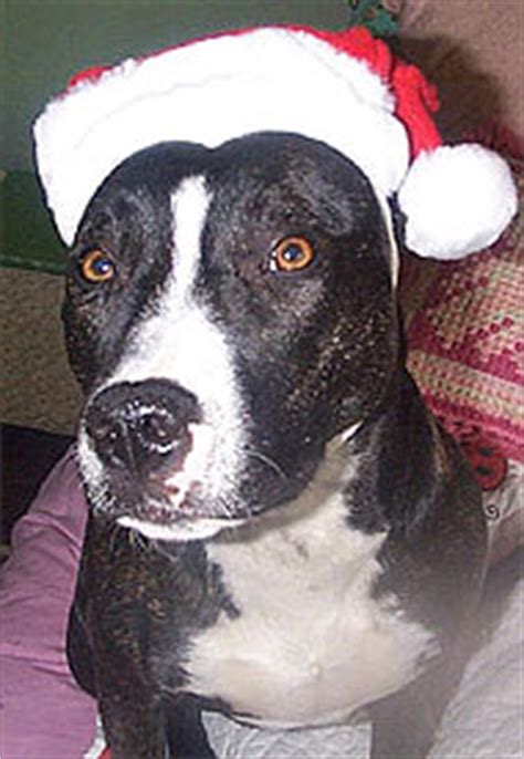 The border collie pitbull mix is a mixed breed dog resulting from breeding the border collie and the pitbull. pitbull border collie mixed breed dog - online dog encyclopedia - dogs in depth.com