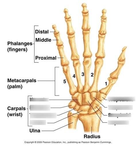 Carpal Bones Diagram Quizlet