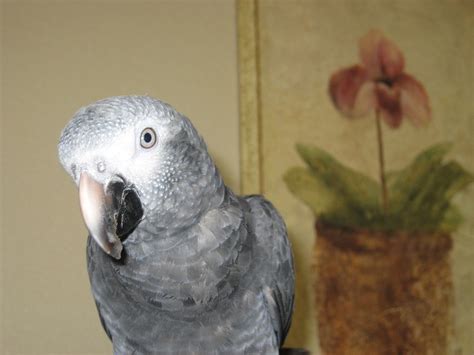 African Gray Parrot Fun Facts African Grey Parrot African Grey