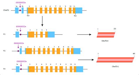 c9orf72 gene transcript variants and protein isoforms in this download scientific diagram