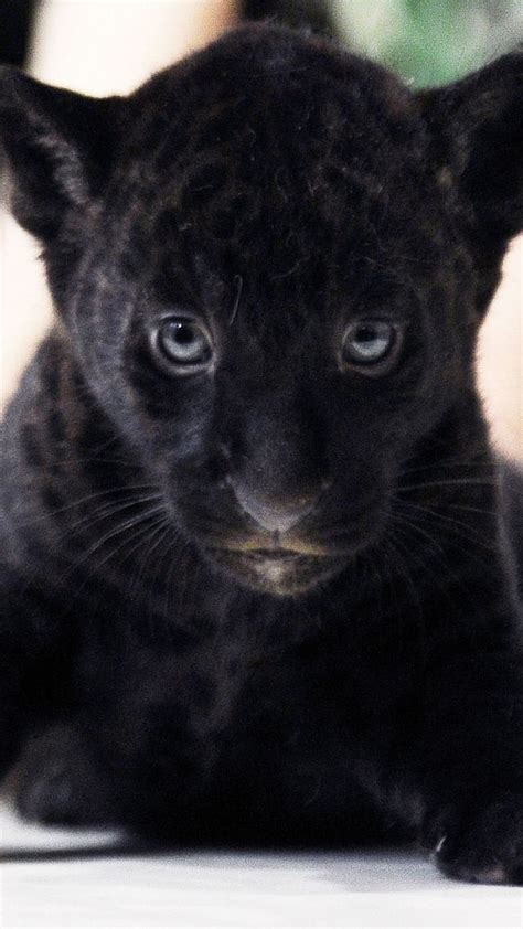 Cute Baby Animals Baby Panther Stare Panther Cub Animal Wild