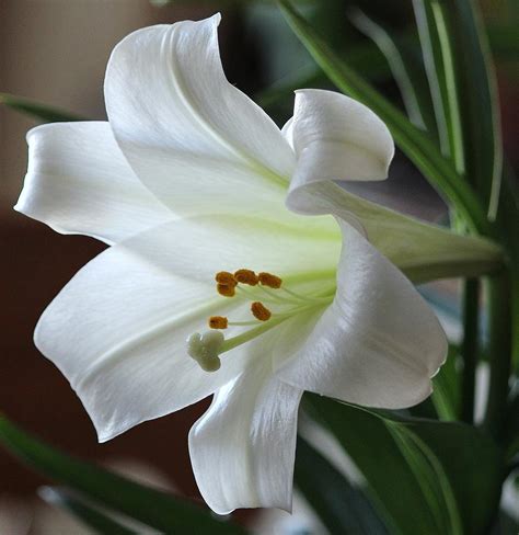 White Lily In Glory Photograph By Rosanne Jordan