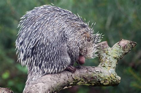 Prehensile Tailed Porcupine Eric Kilby Flickr