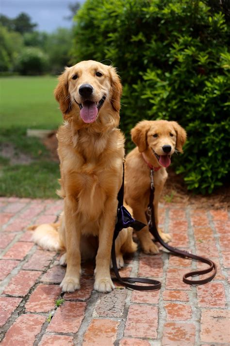 Cute Guide Dogs In Training