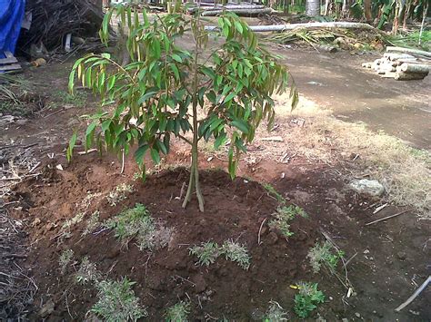 Posts about musang king written by ddt2a. Gambar Benih Durian Google Gambar Pokok Musang King di ...