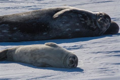 Antarctic Photo Library Photo Details Motherbabyseal2