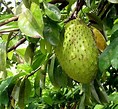 Image result for pictured soursop fruit medicinal plant