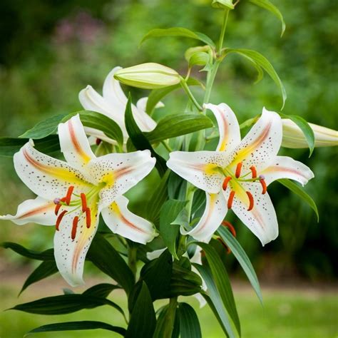 Lilium Garden Party