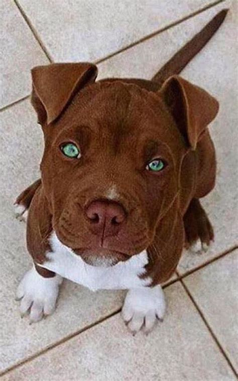 Brown Pitbull With Blue Eyes Doogoo World Cute Little Dogs Cute