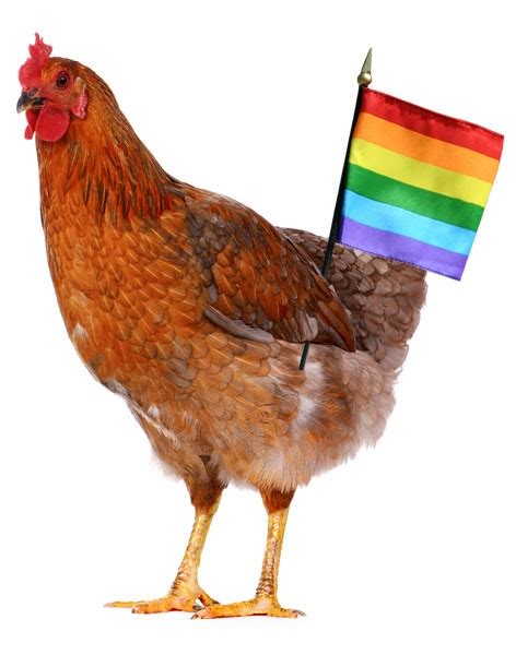 Gay Chickens