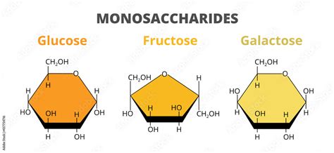 2d Vector Set The Molecular Structure Of The Dietary Monosaccharides