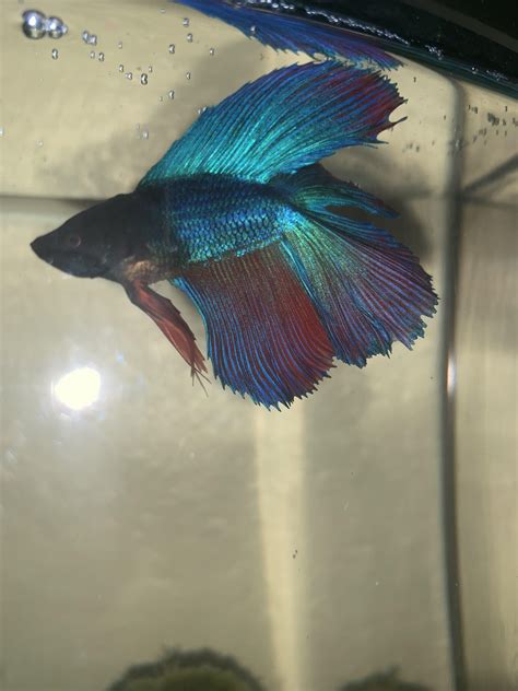 They should never be housed together except during mating and separated immediately after. Hey guys! This is my new male Betta fish, unfortunately, I ...