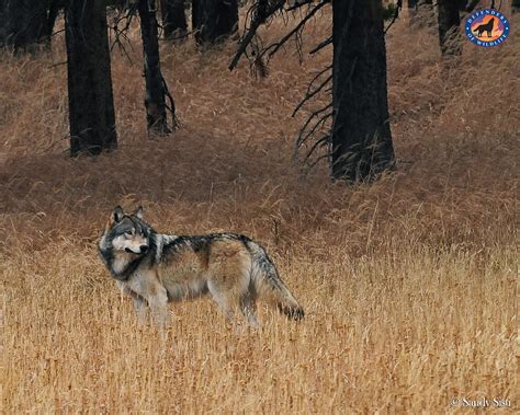 Restoring Wolves To Colorado Wild Without End Medium