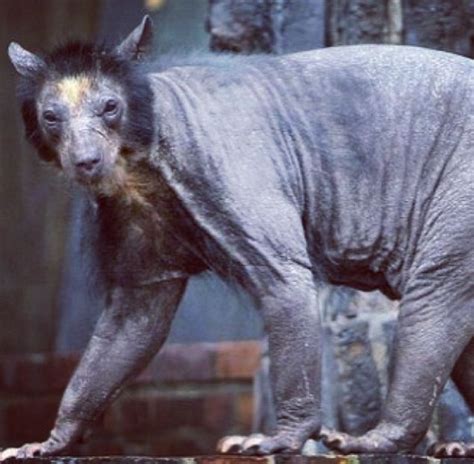 What A Shaved Bear Looks Like Not So Scary Now Shaved Bear Animals