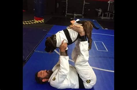 Skillful Roll Between Bjj Black Belt And His Grappling Dog