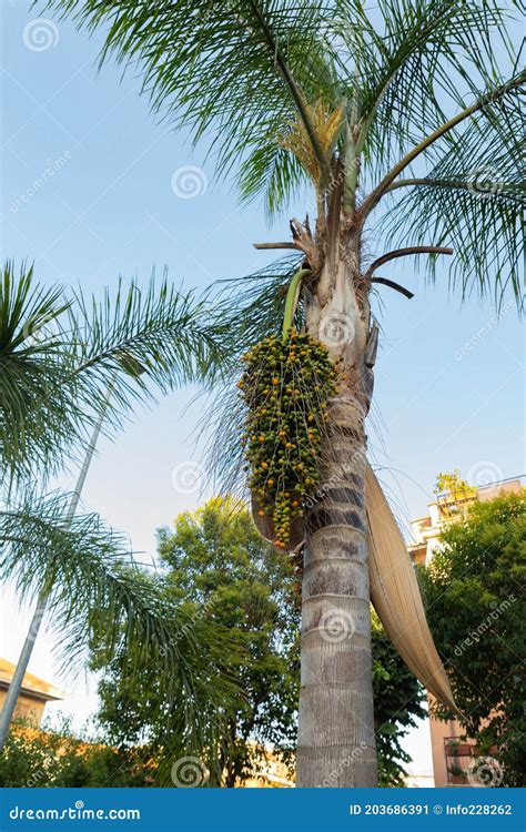 Australian Queen Date Palm Tree With Fresh Seed Pods Rome Royalty Free