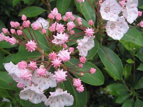 Mountain Laurel Is A Local Forest Beauty Toms River Nj Patch
