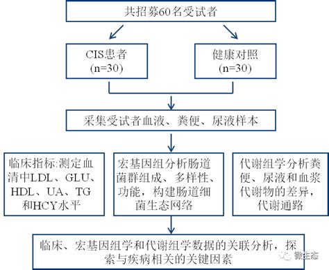 科研丨山大 粪便代谢组和肠道微生物组之间的关键相互作用揭示了缺血性脑卒中的功能特征国人佳作分析