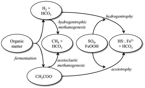 Schematic Diagram Of The Degradation And Oxidation Of Natural Organic