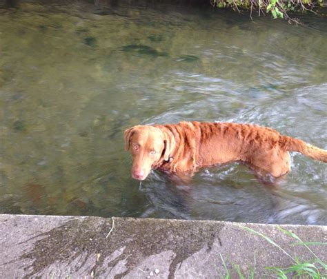 Johnny The Waterdog Chesapeake Bay Retriever Johnny Dogs Animals