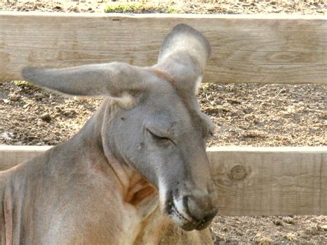 Sad Kangaroo A Visit At The Kangaroo Park Israel Translucid Flickr