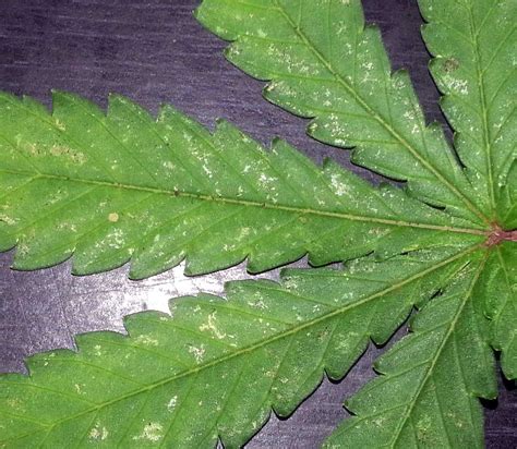 Thrips And Cannabis How To Identify And Get Rid Of It Quickly