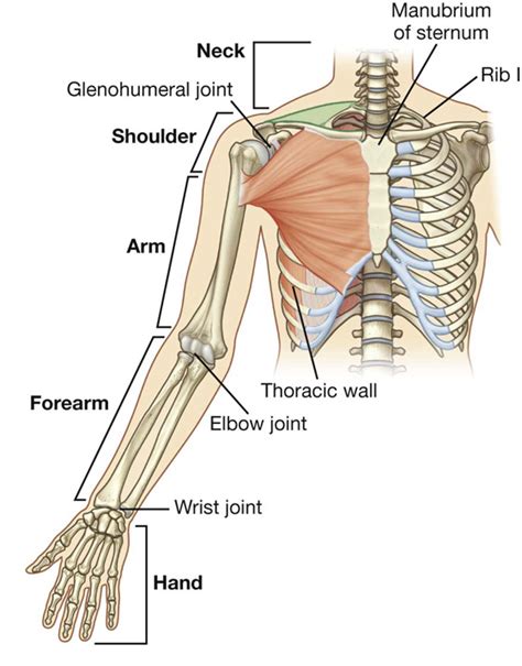 Arteries Diagram Upper Body Arterial Supply To The Upper Limb