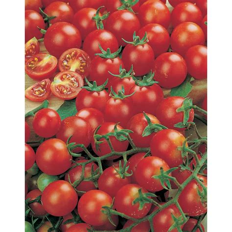 Mr Fothergills Seeds Tomato Gardeners Delight Seeds The Home Depot