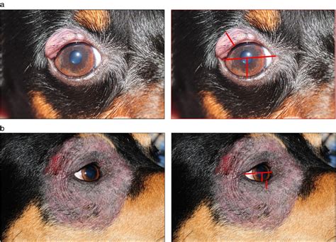 Can Dogs Cause Blepharitis In Humans