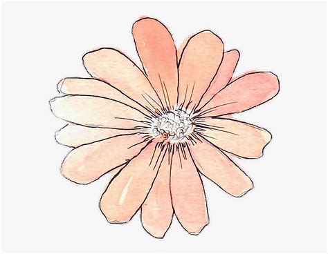 Aesthetic Flower Drawing No Background Draw Hub