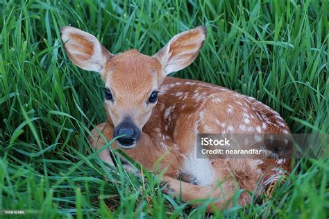 Young Spotted Fawn Stock Photo Download Image Now Fawn Young Deer