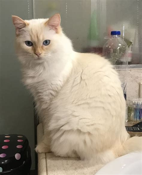 Persa Flame Point Ragdoll Cute Cats And Dogs Burmese Cat Beautiful