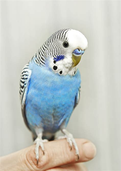Do Pets At Home Sell Budgies And How To Caring Anna Blog