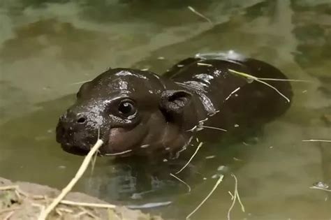 Adorable Baby Pygmy Hippo Born During Lockdown Prepares To Meet Public