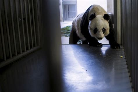 Jia Jia Worlds Oldest Captive Panda Dies In Hong Kong A Look At Her