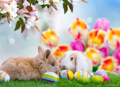 Cute Easter Bunnies Wallpaper Download Easter Hd Wallpaper Appraw