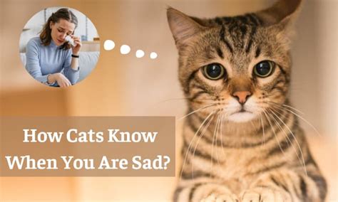 Do Cats Know When You Are Sad Get The Facts Here