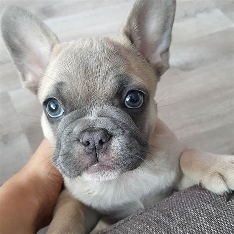 We have a very lively purebred fawn colored french bulldog puppy boy who is ready to join a loving home. The French Bulldog Is So Famous, But Why | Puppies, French ...