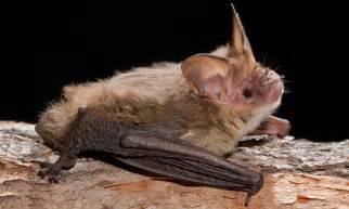 Corbens Long Eared Bat All About Bats