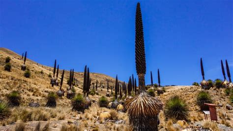 Clima Semiseco Frío