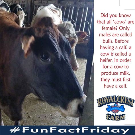 Pin By Royal Crest Farm On Cow Facts Cow Facts Cow Fun Fact Friday