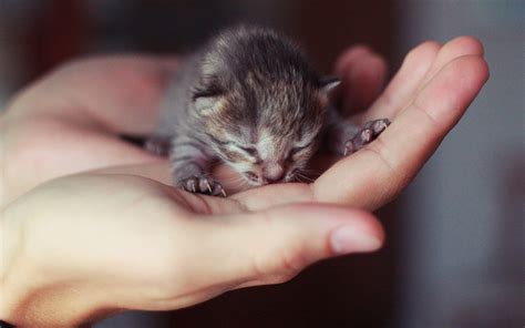 Cute Little Kitten 6918577