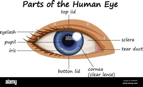 Diagram Showing Parts Of Human Eye Illustration Stock Vector Image
