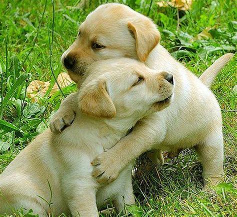 Im Genes De Perritos O Cachorros Bloggergifs