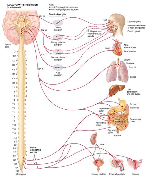Humannervesspinalgenital Ahuman Human Spinal Lumbosacral Nerves